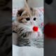 lovely kitten playing #monitization #shorts #subscribe #YouTube #viral #cat #kitten #animals #views