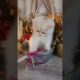 persian white kitten playing #monitization#subscribe#cat #animals#YouTube#TikTok#views #wispy birds