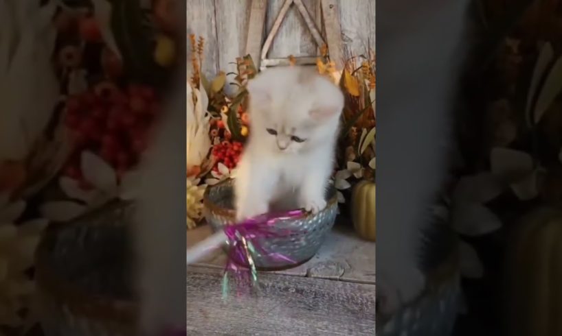 persian white kitten playing #monitization#subscribe#cat #animals#YouTube#TikTok#views #wispy birds