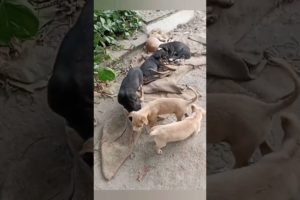 puppies❤️🐕#cute puppies #cute puppies doing #rescue puppies #cutest puppies city #viral #viralshorts