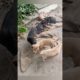 puppies❤️🐕#cute puppies #cute puppies doing #rescue puppies #cutest puppies city #viral #viralshorts