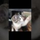 #shorts Cat Playing Alone😻 | #short  #animals #subscribe #pet #trending #meow #funny #comedy #tiktok