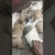 #shorts #viral world's cutest puppies ever 😇😇new born puppies in my home