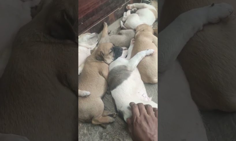 #shorts #viral world's cutest puppies ever 😇😇new born puppies in my home