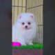 snow white🤍 puppy | cutest puppy #shortvideo #shorts #short #dog