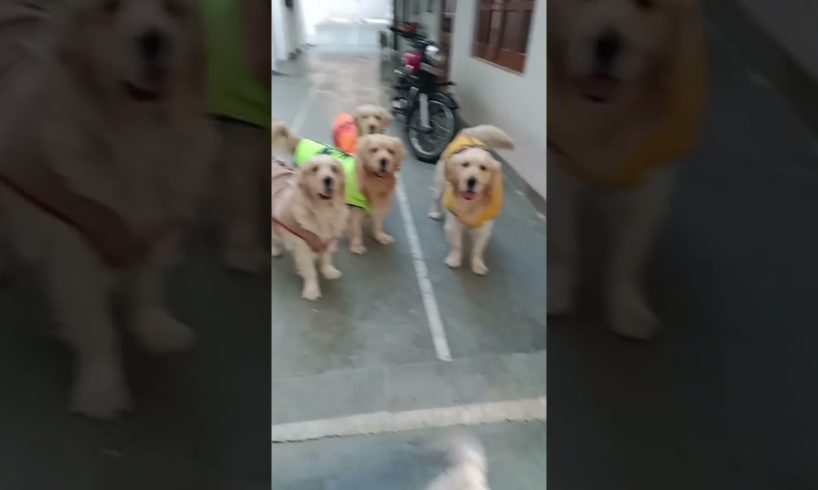 so cutest dog ππ #short #shorts #puppy #dog #doglover #gussa