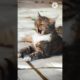 the funny videos 😊 and cat 🐈 amazing funny videos #shotrs #shotsfeed #youtubeshorts #shoat