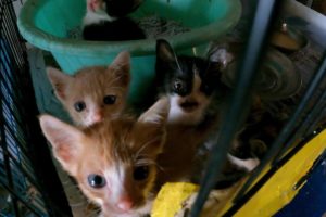 the kitten and cats at animal rescue shelter