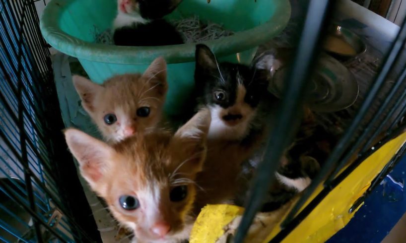 the kitten and cats at animal rescue shelter