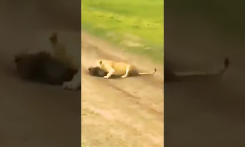 wild animals.wild animal fights.wild animal fights lion vs tiger #short