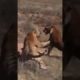 world Craziest Animal Fights you can ever witness in Animal Kingdom#shorts #attack#wildlife #leopard