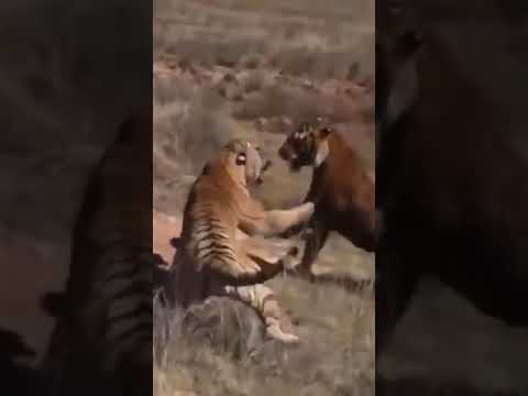 world Craziest Animal Fights you can ever witness in Animal Kingdom#shorts #attack#wildlife #leopard