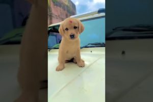 world's cutest puppy reaction || labrador beautiful puppy || #shorts #dog #viral