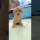 world's cutest puppy reaction || labrador beautiful puppy || #shorts #dog #viral
