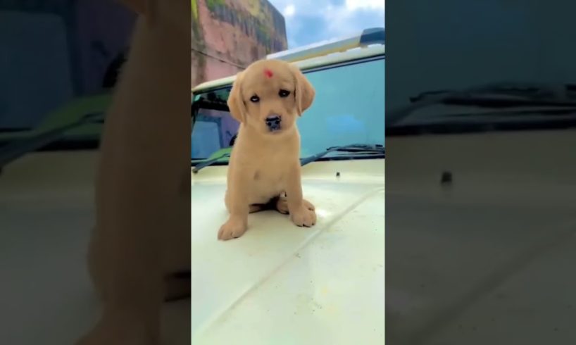 world's cutest puppy reaction || labrador beautiful puppy || #shorts #dog #viral