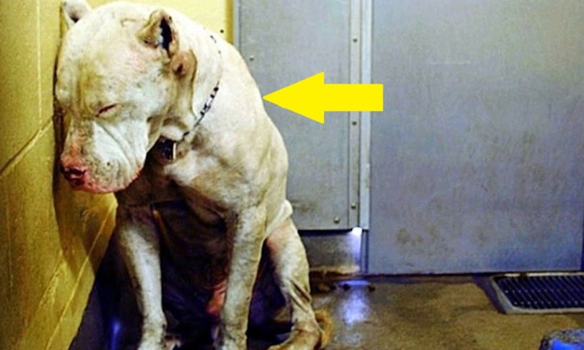 😭 Пёсик прижался к стене и ждал усыпления... Посмотрите что произошло дальше!