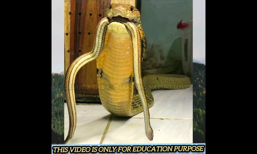 आख़िर सांप इंसानों को क्यों काटते हैं ❓😱 #shorts #amazingfacts #snake #kingcobra #snakebite