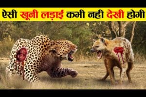 जंगली जानवरों की सबसे भयानक लड़ाई | Most Dangerous Wild Animal Fights