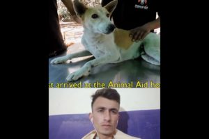डॉग रेस्क्यू/Dog_paralysed_from_car_accident_walks_again_#shorts_#rescue