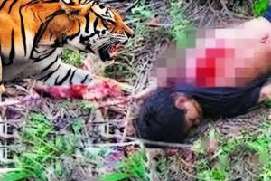 बाघ का शिकार देखकर रोंगटे खड़ा हो जाएगा Top 10 Tiger Encounters,Funny Tiger @HindiCountdown  #viral