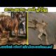 മനുഷ്യത്വം മരിച്ചിട്ടില്ല | Most Inspiring Animal Rescue || In Malayalam