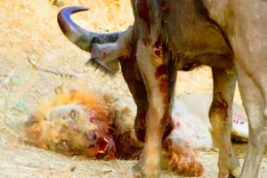 10 Brutal Moments When Deadly Horns Crush Predators | Animal Fights to the death
