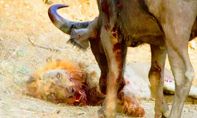 10 Brutal Moments When Deadly Horns Crush Predators | Animal Fights to the death
