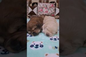 10 Days Old Cute Puppies 🐶 😍 #shorts #cutepuppy