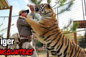 10 SHOCKING Tiger Encounters (Animals Gone Wrong)