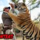 10 SHOCKING Tiger Encounters (Animals Gone Wrong)