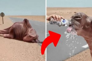 10 Unbelievable Animal Rescues You Have to See to Believe!