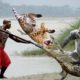 12 Craziest Animal Fights of All Time 2023