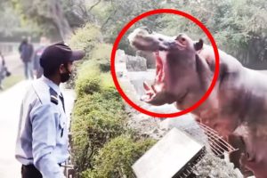 12 Hippo Encounters That Went Horribly Wrong