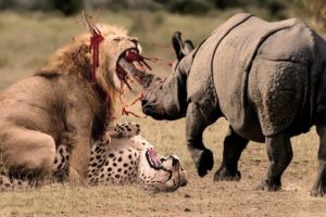12 Merciless Animal Battles Ever Filmed