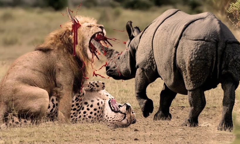 12 Merciless Animal Battles Ever Filmed