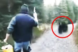 12 Times Bear Encounters Went Horribly Wrong