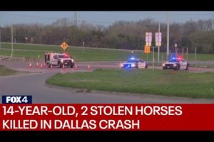 14-year-old, 2 stolen horses killed in crash along Dallas highway