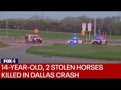 14-year-old, 2 stolen horses killed in crash along Dallas highway