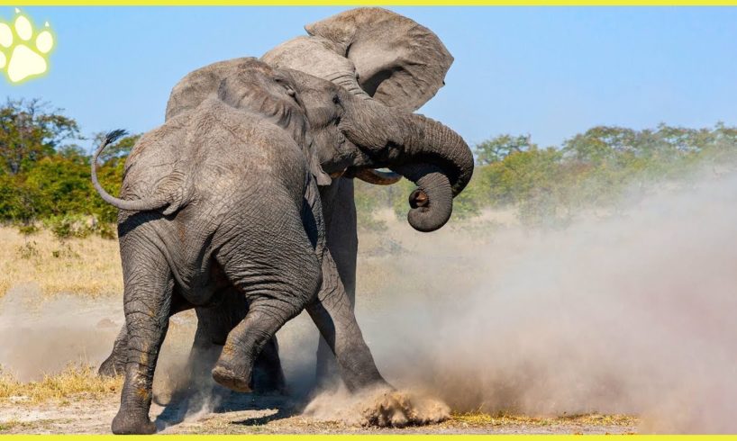 15 Animals Fighting Mercilessly To The Death