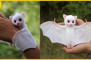 15 Cute Exotic Animals You Can Own as Pets
