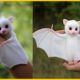15 Cute Exotic Animals You Can Own as Pets