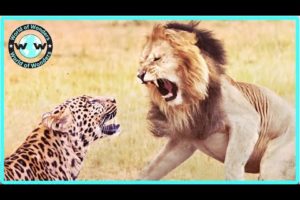 15 MOST BRUTAL Fighting Moments Between Savage Predators - Animal Fights