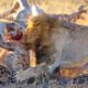 15 MOST BRUTAL Fighting Moments Between Savage Predators | Pet Spot