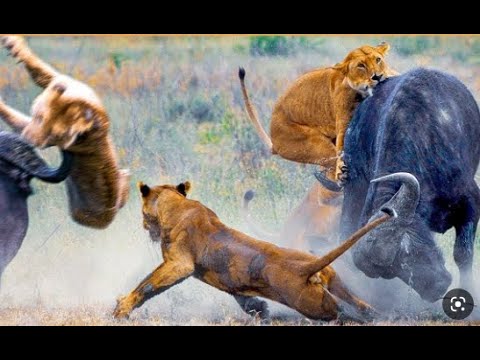 15 Surprising Animal Battles When They Chose The Wrong Enemy