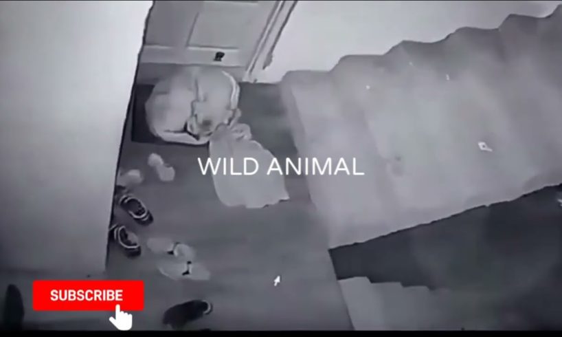 wild animals.wild animal fights.wild animal fights lion vs tiger