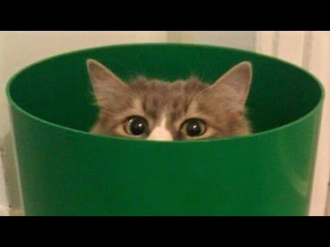 Funny animals - Funny cats / dogs - Funny animal videos 266