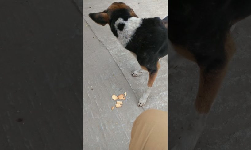 Feeding Hungry Stray Dog😔🙂Street Dogs Happiness 😇 #shorts #dog