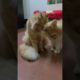 Cute🥰😍 Cat Video 2023🥰🥰 #shorts #kitten #cutecat