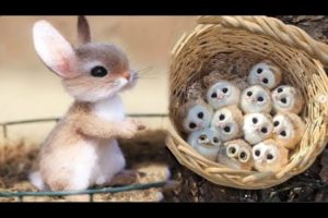 Cute baby animals Videos Compilation cute moment of the animals #16 Cutest Animals 2022