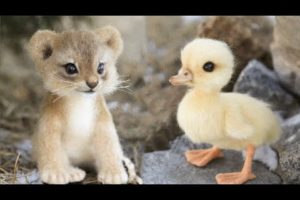 Cute baby animals Videos Compilation cute moment of the animals #18 Cutest Animals 2022
